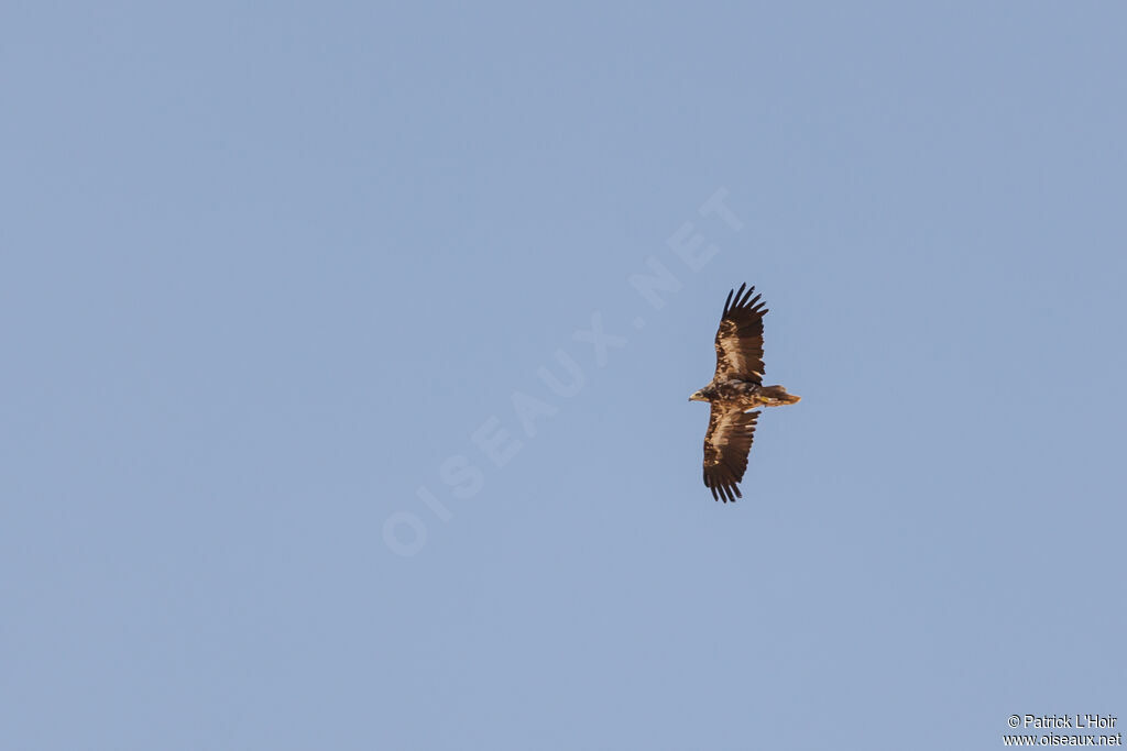 Egyptian Vulture