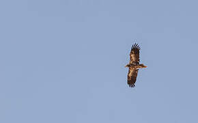 Egyptian Vulture