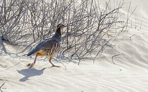 Barbary Partridge