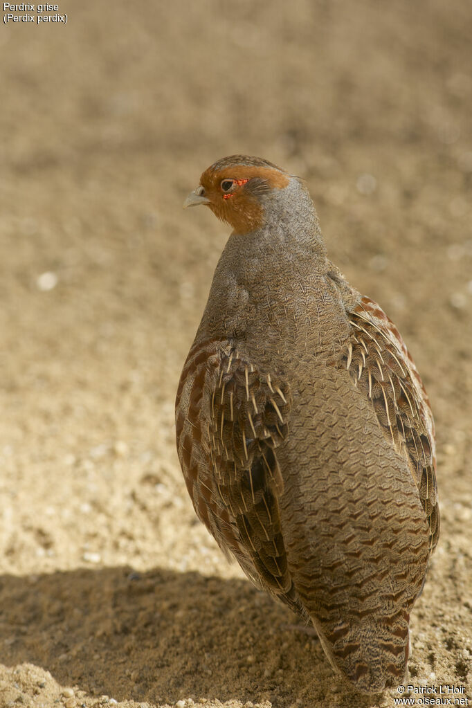 Grey Partridge male