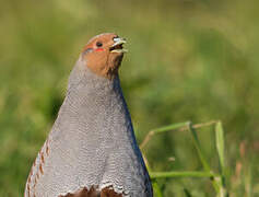 Grey Partridge