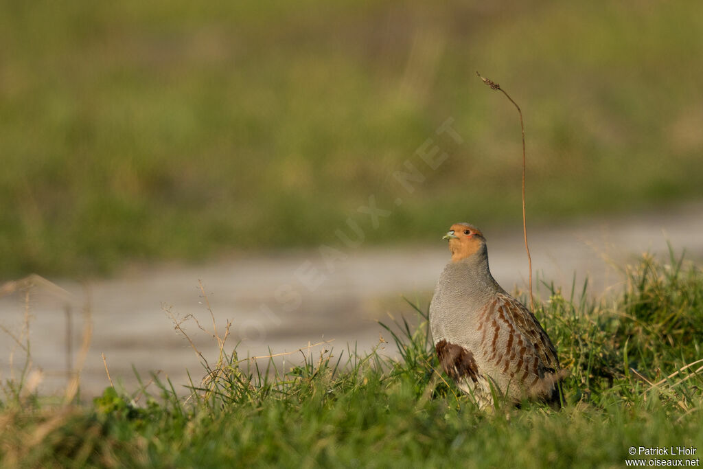 Grey Partridge male adult