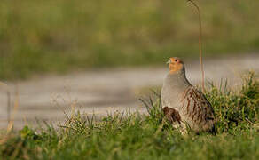 Grey Partridge