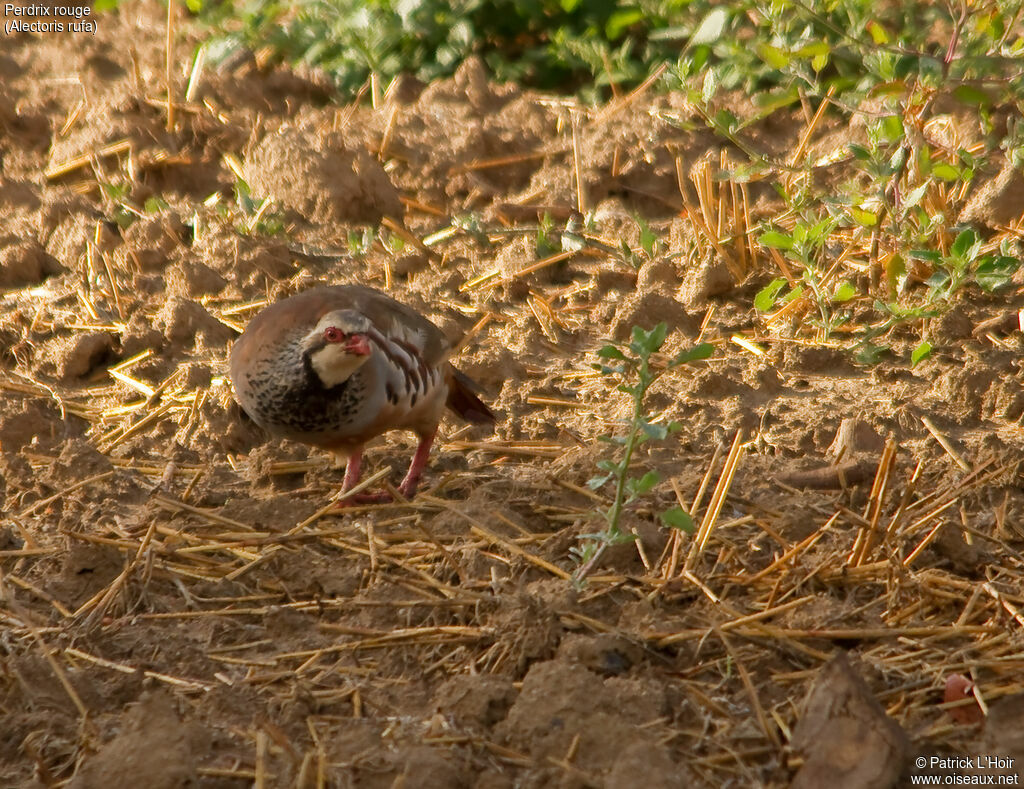 Red-legged Partridge