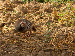 Red-legged Partridge