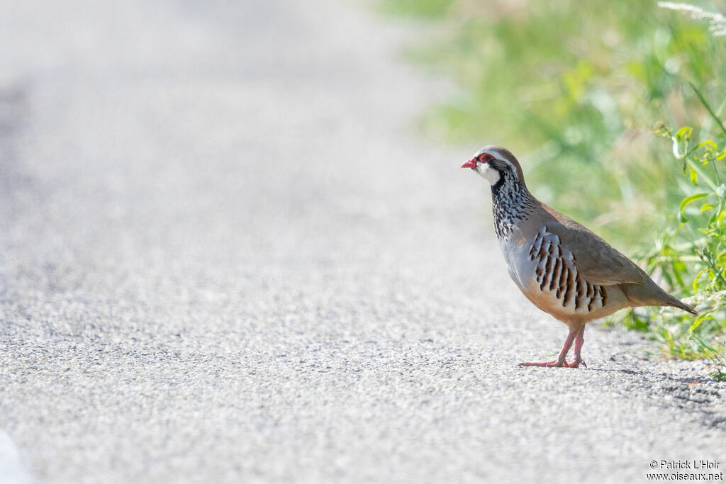 Red-legged Partridge