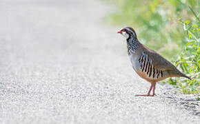 Red-legged Partridge