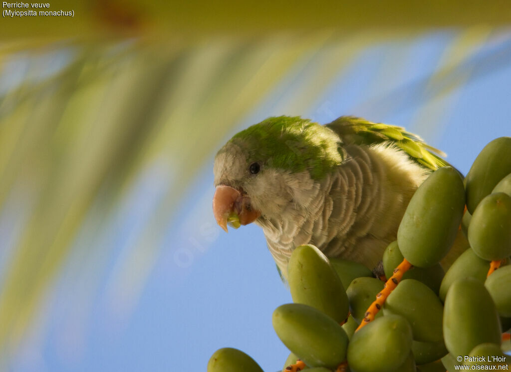 Monk Parakeet