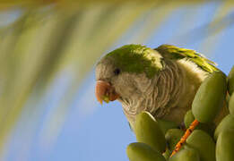 Monk Parakeet