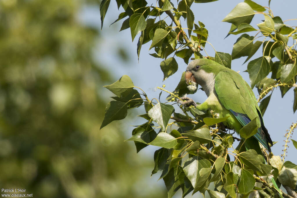 Monk Parakeetadult, camouflage, pigmentation, eats