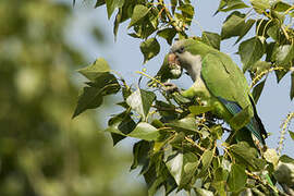 Monk Parakeet