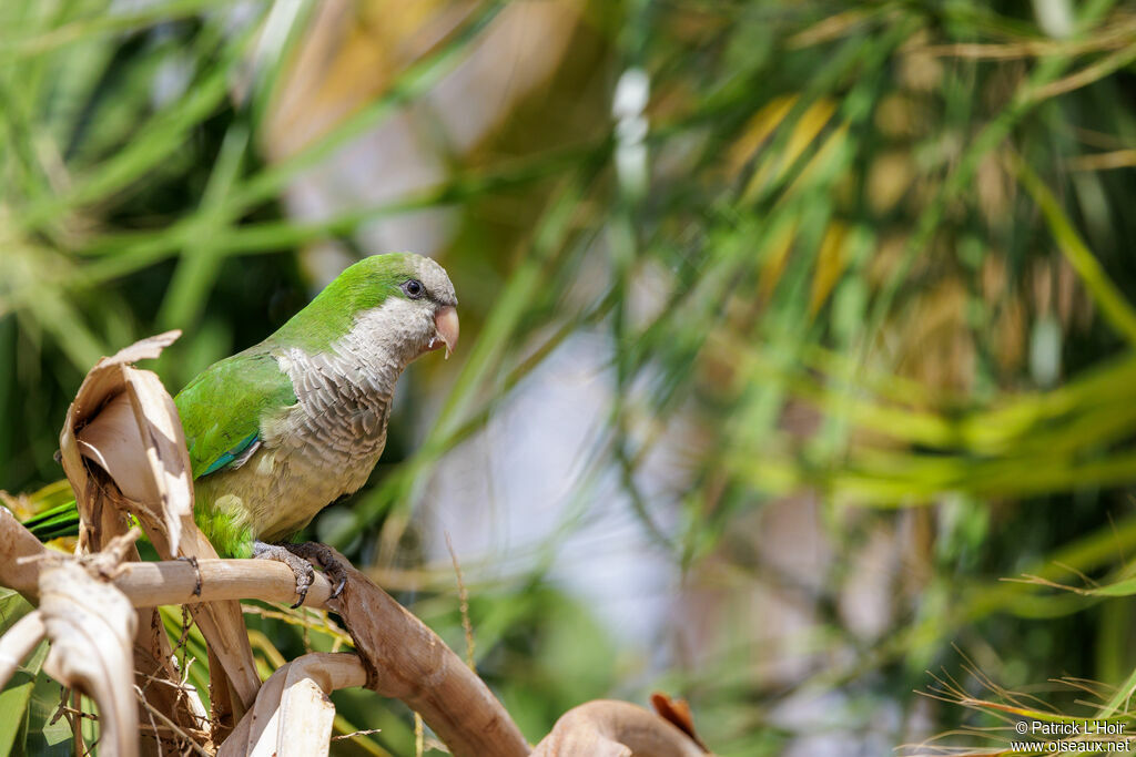 Monk Parakeet