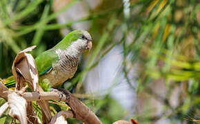 Monk Parakeet