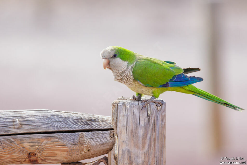 Monk Parakeet