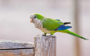 Monk Parakeet