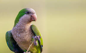 Monk Parakeet