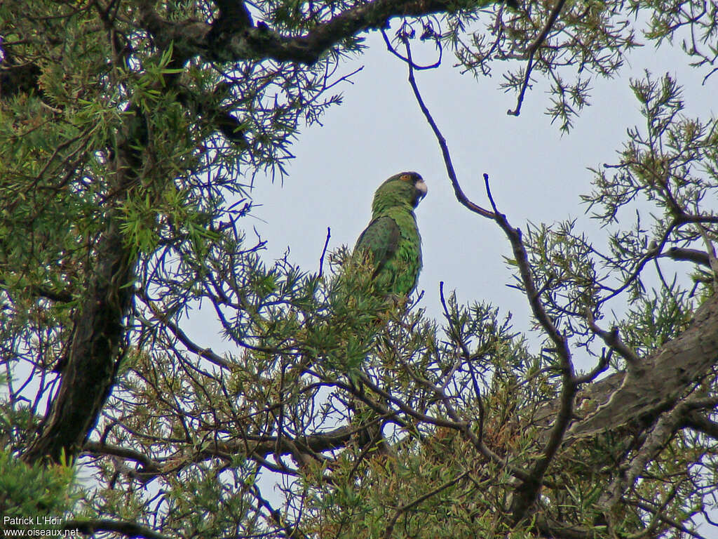 Red-fronted Parrot