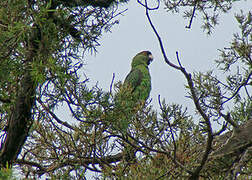 Red-fronted Parrot