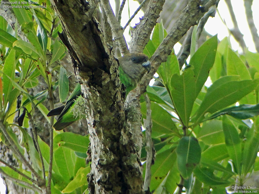 Brown-headed Parrot