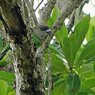 Perroquet à tête brune