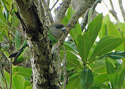 Brown-headed Parrot