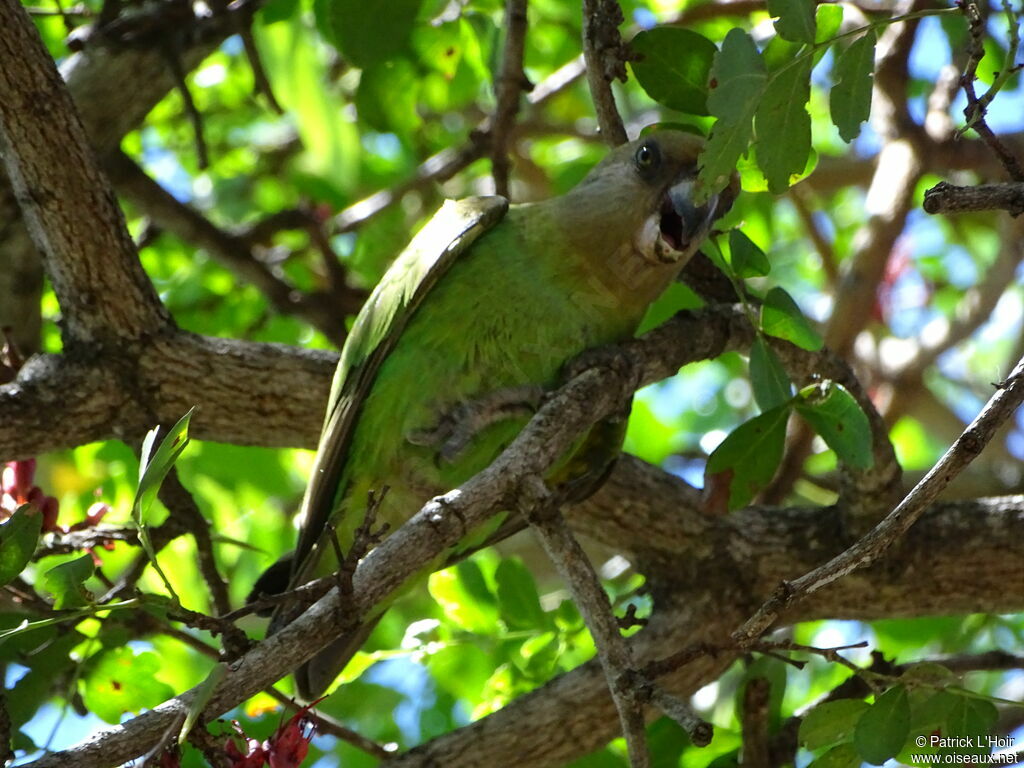 Brown-headed Parrot