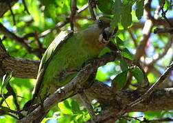 Brown-headed Parrot