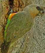 Red-bellied Parrot