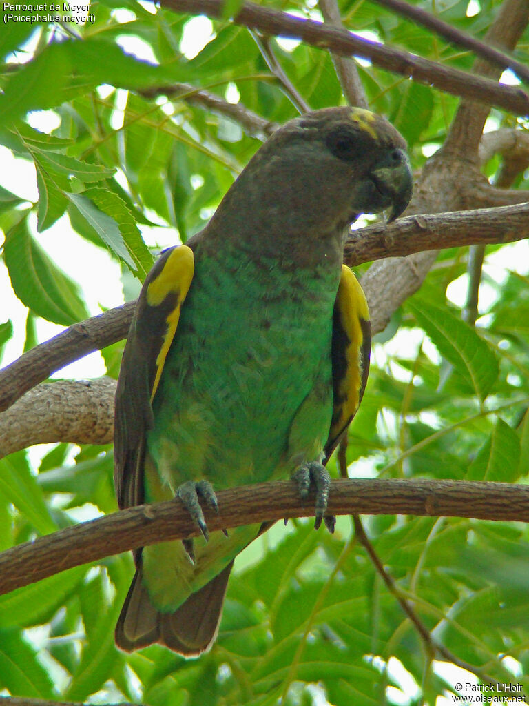 Meyer's Parrot