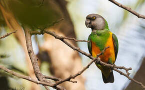 Senegal Parrot