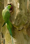 Rose-ringed Parakeet