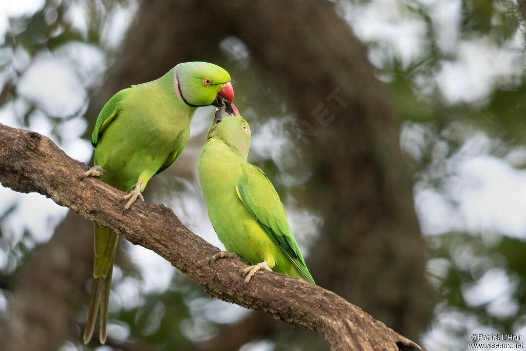 Rose-ringed Parakeet