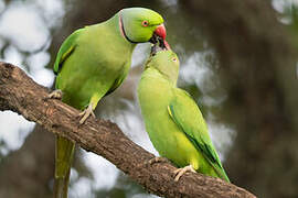 Rose-ringed Parakeet