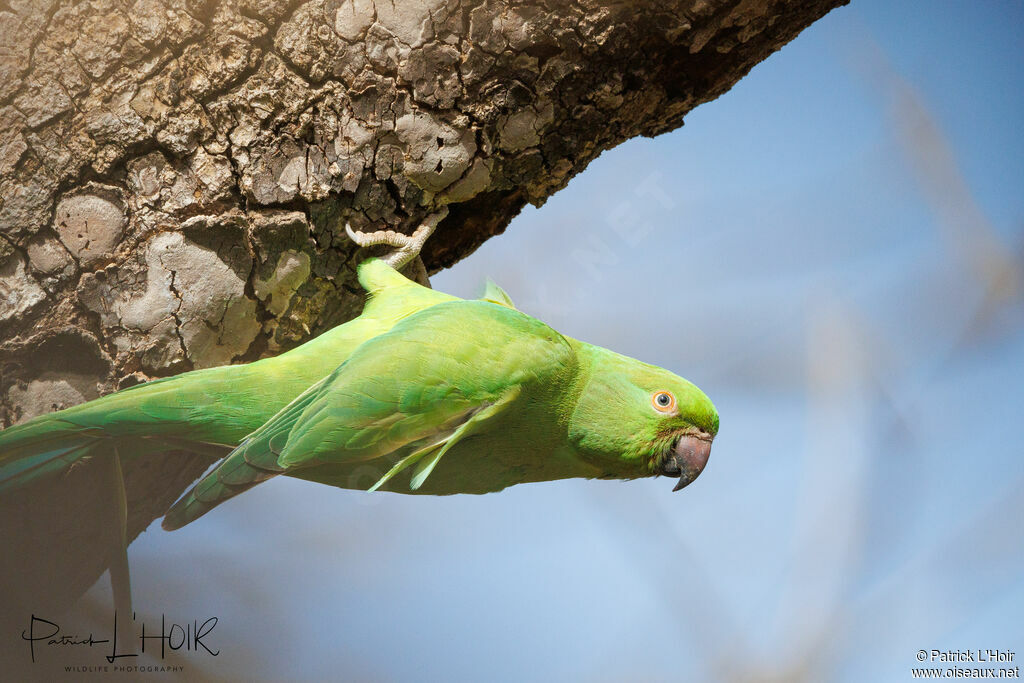 Rose-ringed Parakeet