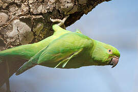 Rose-ringed Parakeet