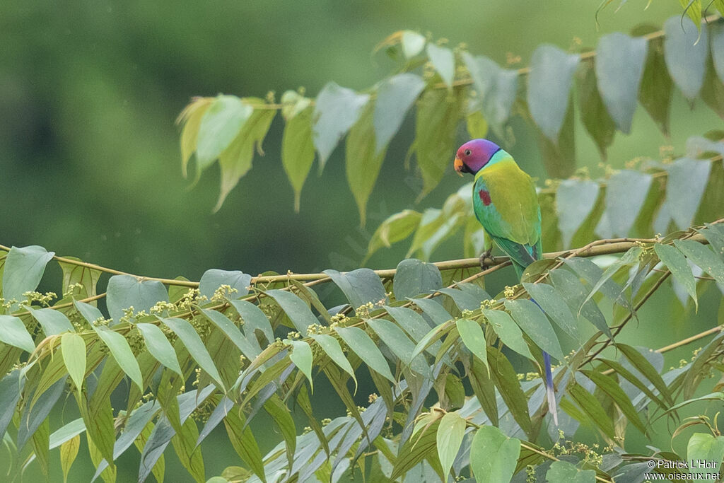 Plum-headed Parakeet male adult