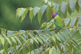 Plum-headed Parakeet