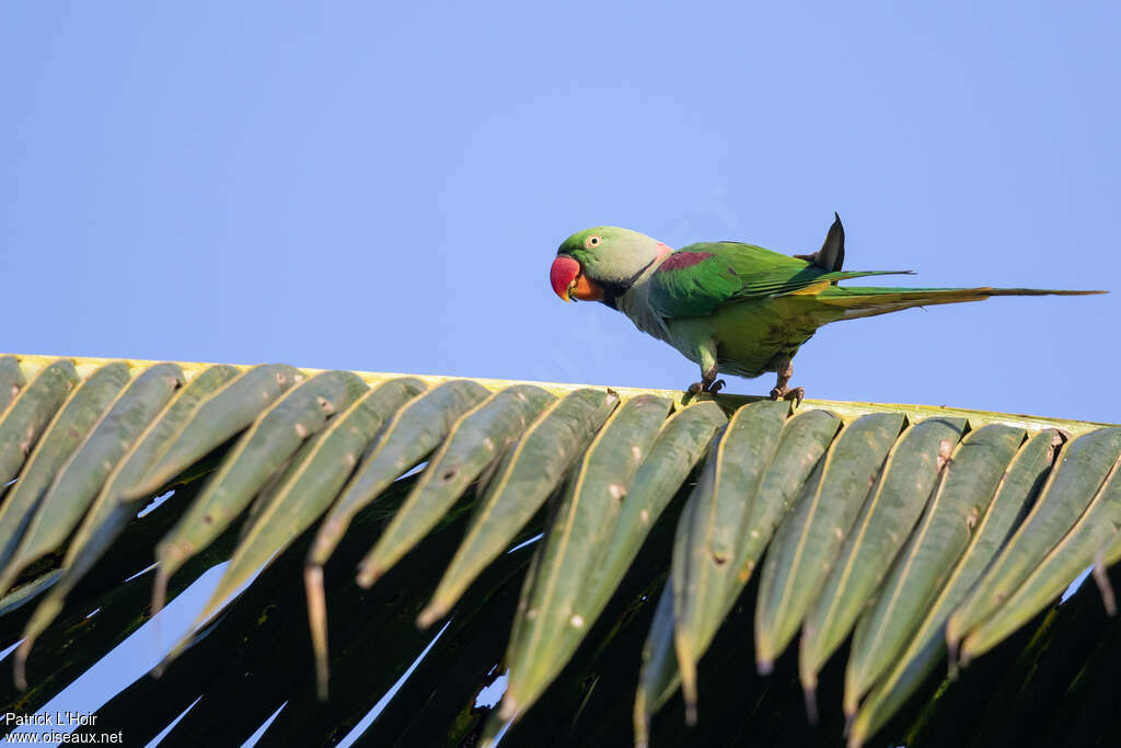 Alexandrine Parakeet male adult, identification