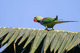 Alexandrine Parakeet