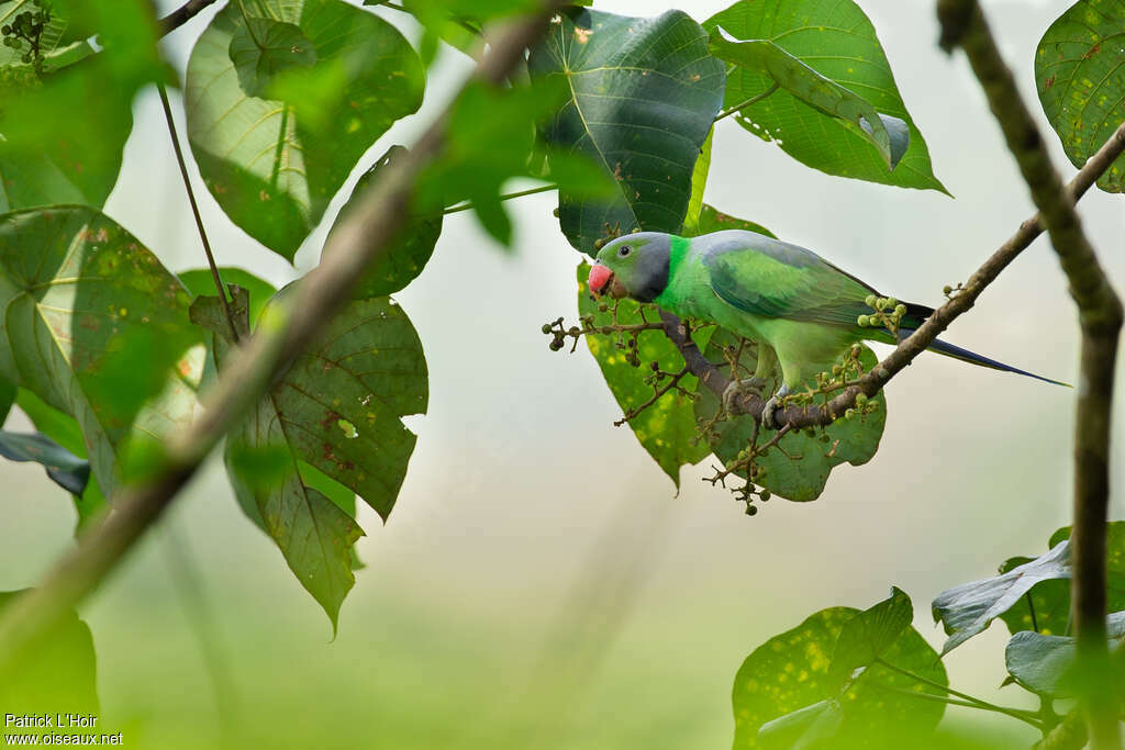 Layard's Parakeet male adult