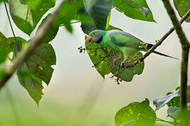 Layard's Parakeet