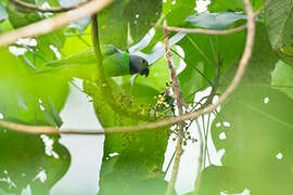 Layard's Parakeet