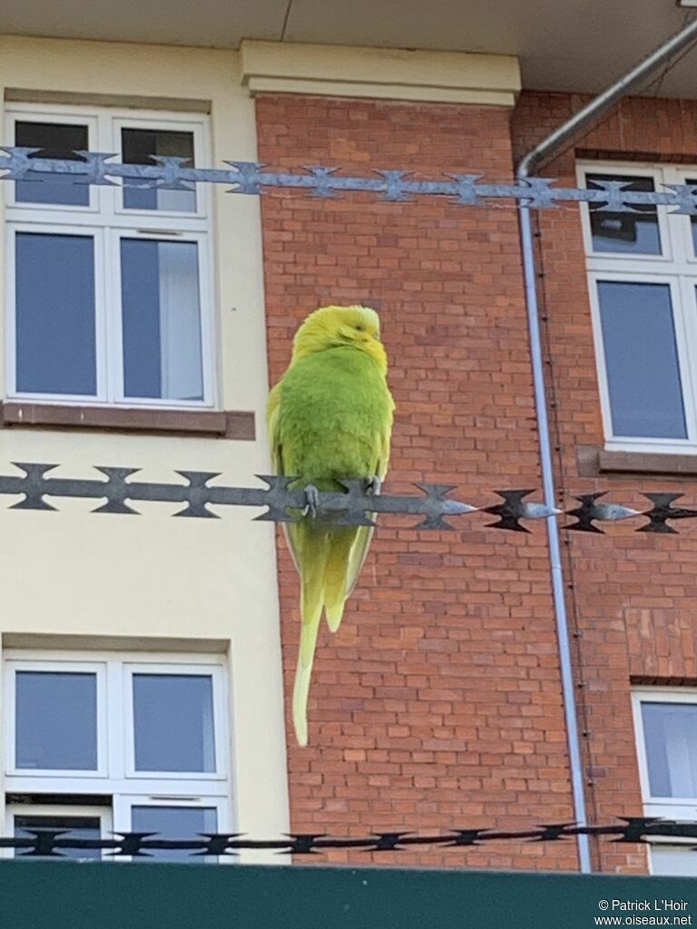 Budgerigar