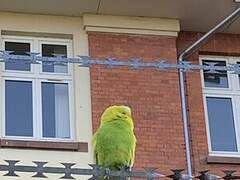 Budgerigar