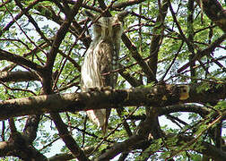 Northern White-faced Owl