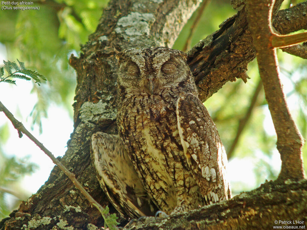 African Scops Owl