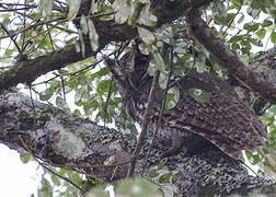 Tropical Screech Owl