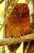 Sokoke Scops Owl