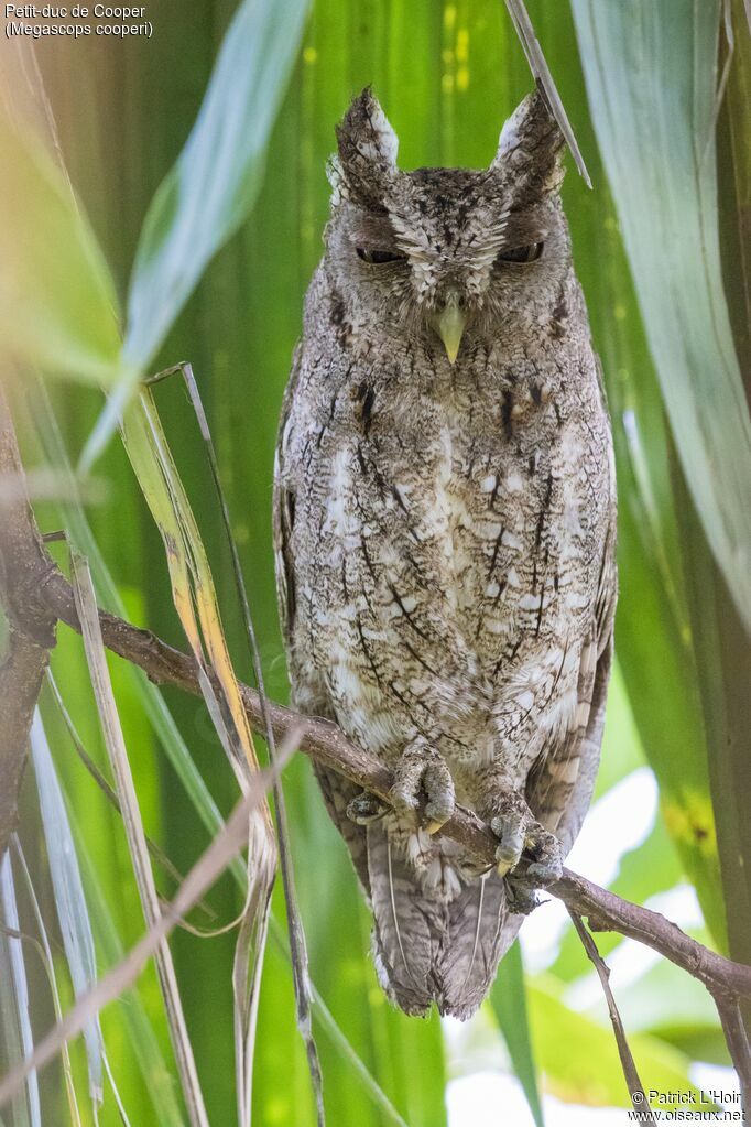 Pacific Screech Owl