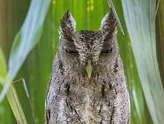 Pacific Screech Owl